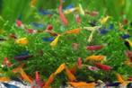 Garnaal Neocaridina mix - Koidream Valburg, Dieren en Toebehoren, Vissen | Aquariumvissen, Kreeft, Krab of Garnaal
