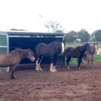 paarden rusthuis EquiLuck, pensioen, weidegang, oude dag., Weidegang, 2 of 3 paarden of pony's