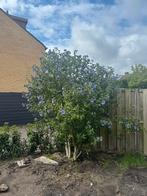 Hibiscus Syriacus - 3 meter hoog! Moet weg!, Ophalen, Overige soorten, Halfschaduw