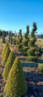 Spiraalconifeer, Tuin en Terras, Planten | Bomen, Ophalen, Volle zon, Overige soorten