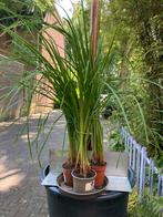 Iris versiecolor, Ophalen, Vaste plant, Halfschaduw, Vijverplanten
