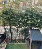 Gezocht: hovenier/klusser voor snoeiwerk (kleine klus), Tuin en Terras, Ophalen of Verzenden, Nieuw