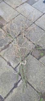 Kronkelhazelaar paastakken 5 stuks, Ophalen, Nieuw