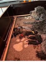 Werpkist en honden ren, Dieren en Toebehoren, Hondenhokken, Ophalen, Zo goed als nieuw, 110 cm of meer, 65 tot 100 cm