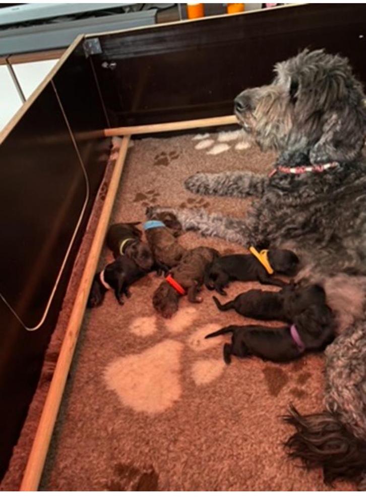 Werpkist en honden ren, Dieren en Toebehoren, Hondenhokken, Zo goed als nieuw, 65 tot 100 cm, 110 cm of meer, Ophalen