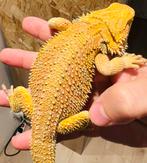 Hypo Orange Blue Bar Het Witblits 1.0.0, Hagedis, Tam, 0 tot 2 jaar