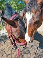 2 paarden zoeken maatje, Dieren en Toebehoren, Januari, Vrouwelijk