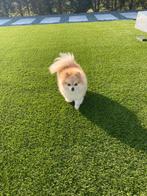 Kunstgras 20 tot 50 mm dik # OP VOORRAAD, Tuin en Terras, Gras en Kunstgras, Ophalen, Nieuw, 20 m² of meer, Kunstgras