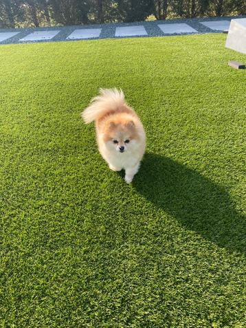 Kunstgras 20 tot 50 mm dik # OP VOORRAAD beschikbaar voor biedingen