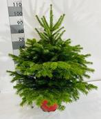 Kerstbomen blauwspar, Tuin en Terras, Overige soorten, Minder dan 100 cm, Zomer, Ophalen