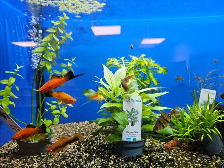 Vissen, garnalen, schildpadden, slakken, waterplanten, Dieren en Toebehoren, Vissen | Aquariumvissen, Zoetwatervis, Vis