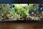 Volledig Aquarium ter overname, Dieren en Toebehoren, Vissen | Aquaria en Toebehoren, Ophalen, Zo goed als nieuw