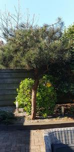 Pinus pinea  (naaldboom), Tuin en Terras, Planten | Bomen, Halfschaduw, 250 tot 400 cm, Bloeit niet, Ophalen of Verzenden
