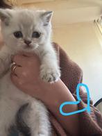 Britse korthaar kittens(silver shaded), Dieren en Toebehoren, Meerdere dieren, Ontwormd
