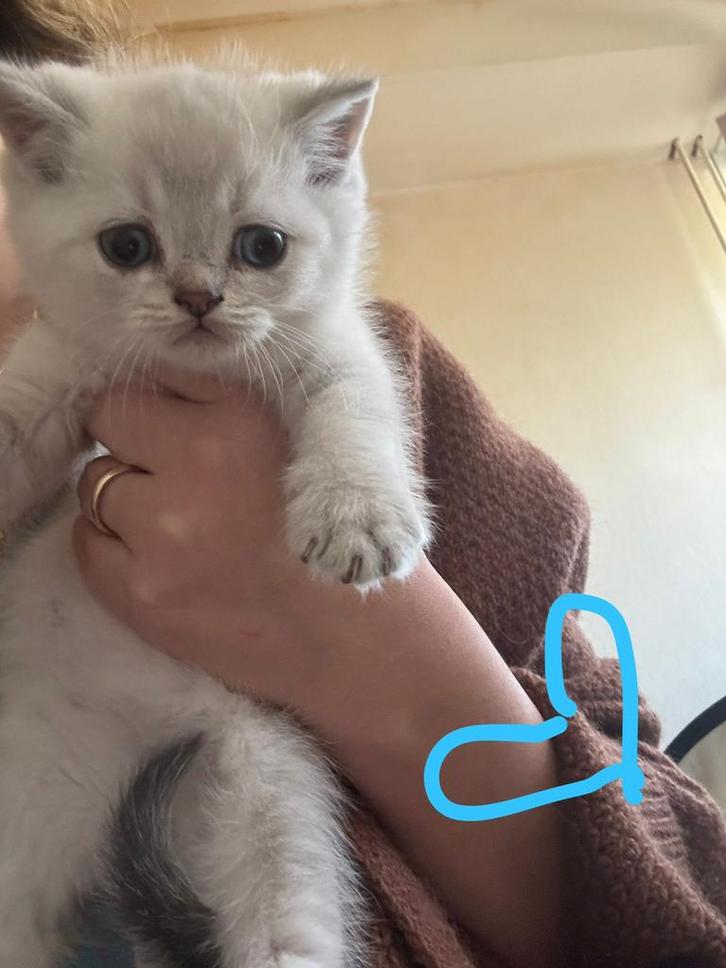 Britse korthaar kittens(silver shaded), Dieren en Toebehoren, Katten en Kittens | Raskatten | Korthaar, Meerdere dieren, Ontwormd