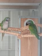 Derbyan poppen 2025 Limburg België, Dieren en Toebehoren, Vogels | Parkieten en Papegaaien, Vrouwelijk, Parkiet, Geringd