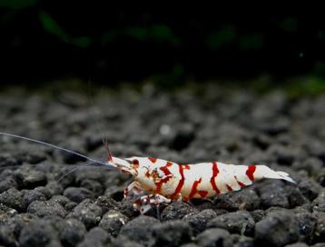 Red fancy tiger's juvie's beschikbaar voor biedingen