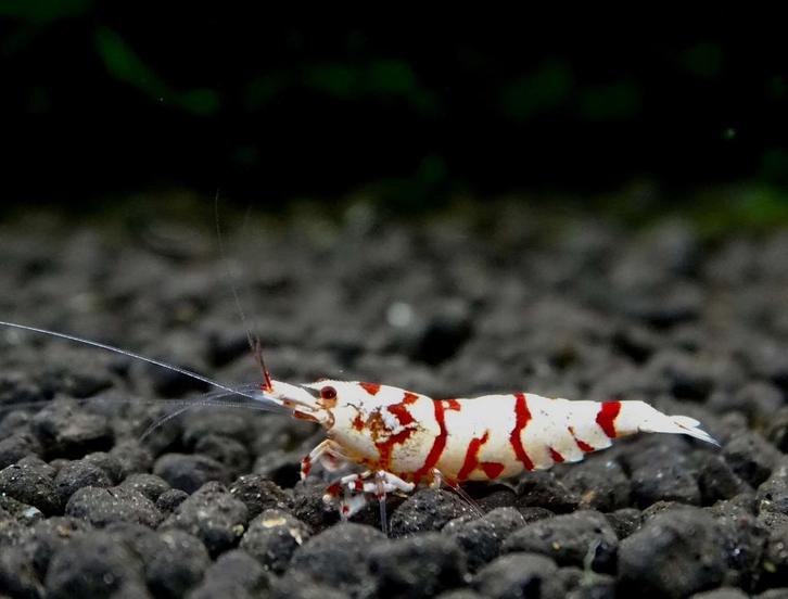 Red fancy tiger's juvie's, Dieren en Toebehoren, Vissen | Aquariumvissen, Kreeft, Krab of Garnaal