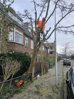 Boomverzorger zoekt bomen, Diensten en Vakmensen, Tuinmannen en Stratenmakers, Garantie, Tuinonderhoud of Snoeiwerk