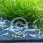 Javamos (Vesicularia dubyana) aquarium planten, Dieren en Toebehoren