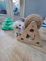 Siberische kittens Neva Masquerade, Dieren en Toebehoren, Meerdere dieren, Gechipt, 0 tot 2 jaar
