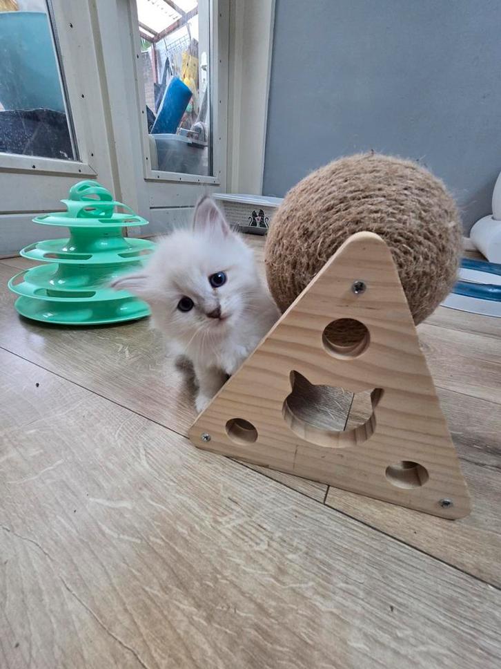 Siberische kittens Neva Masquerade, Dieren en Toebehoren, Katten en Kittens | Raskatten | Langhaar, Meerdere dieren, 0 tot 2 jaar