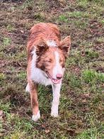 Border Collie Teefje met Stamboom, schapendrijver, Dieren en Toebehoren, Honden | Herdershonden en Veedrijvers, Rabiës (hondsdolheid)