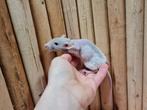 3 leuke rex / patchwork rittens, Dieren en Toebehoren, Knaagdieren, Vrouwelijk, Rat, Na 1 juli 2024, Tam