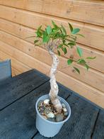 Ficus, Ophalen, Volle zon, Overige soorten, Minder dan 100 cm