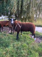 NZS Stamboek Zwartbles Ram te koop, Dieren en Toebehoren, Schapen, Geiten en Varkens, Mannelijk, Schaap, 0 tot 2 jaar