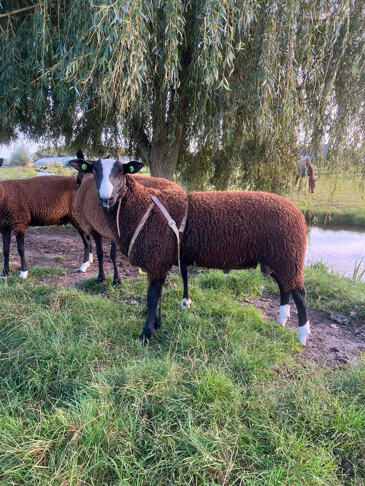 NZS Stamboek Zwartbles Ram te koop, Dieren en Toebehoren, Schapen, Geiten en Varkens, Schaap, Mannelijk, 0 tot 2 jaar