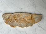 Mogelijk gefossiliseerd blad – natuurhistorisch object – 17, Ophalen of Verzenden, Fossiel