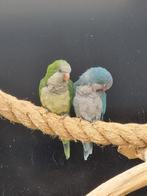 Bewezen broedkoppel muisparkiet blauw monniksparkiet, Dieren en Toebehoren, Vogels | Parkieten en Papegaaien, Meerdere dieren