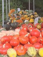 pompoenen, Tuin en Terras, Overige soorten, Eenjarig, Ophalen of Verzenden, Halfschaduw