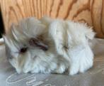 Jong cavia vrouwtje peruvian x borstel, Januari, Vrouwelijk, Cavia