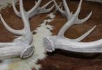 Groot paar EDELHERT GEWEI  AFWERPSTANGEN - 20-ender - ref. i, Ophalen, Gebruikt, Hert, Gewei of Kop