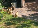 Jonge chabo hen, Dieren en Toebehoren, Pluimvee, Vrouwelijk, Kip