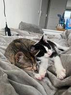 lieve energieke kittens, Dieren en Toebehoren, Katten en Kittens | Overige Katten, Meerdere dieren, Kortharig, 0 tot 2 jaar