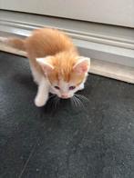 Kitten poesje te koop, Dieren en Toebehoren, Katten en Kittens | Overige Katten, Poes