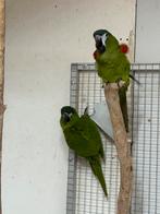 Broedrijp koppel ara nobilis, Meerdere dieren, Papegaai, Geringd