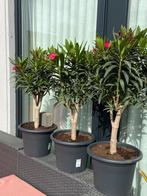 aangeboden 4 super mooie volle oleanders op zeer dikke stam, Tuin en Terras, Planten | Tuinplanten, Zomer, Vaste plant, Overige soorten