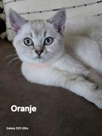 Britse korthaar kittens, Dieren en Toebehoren, Katten en Kittens | Raskatten | Korthaar, Gechipt