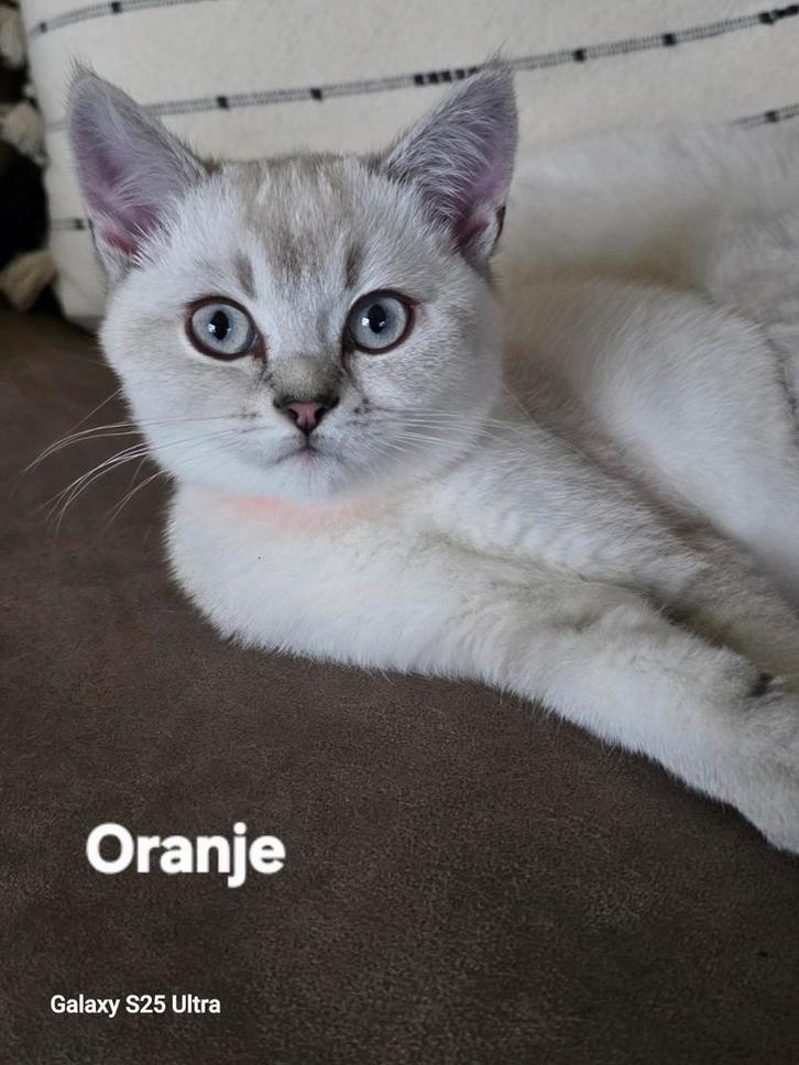 100 % zuiver Britse korthaar kittens volledig 💉 en gechipt, Dieren en Toebehoren, Katten en Kittens | Raskatten | Korthaar, Gechipt