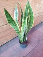 Kamerplant Sansevieria trifasciata "Laurentii, Ophalen, Overige soorten, Minder dan 100 cm