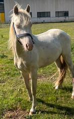 Welsh Cremello ruin, Dieren en Toebehoren, Pony's, Ruin, Recreatiepony, Met stamboom, 0 tot 2 jaar