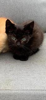 Kittens te koop, Dieren en Toebehoren, Katten en Kittens | Raskatten | Korthaar, Meerdere dieren, Ontwormd