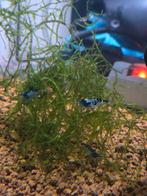 Dragon blood garnalen, Dieren en Toebehoren, Vissen | Aquariumvissen, Kreeft, Krab of Garnaal