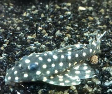 Jonge l201 beschikbaar voor biedingen