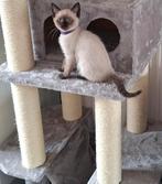 Siamees/snowbengaal kitten, Dieren en Toebehoren, Katten en Kittens | Raskatten | Korthaar, Geslacht onbekend, Ontwormd, 0 tot 2 jaar