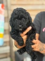 Mini Australian labradoodle teefje mag bijna weg!!, Overige rassen, CDV (hondenziekte), 8 tot 15 weken, Meerdere